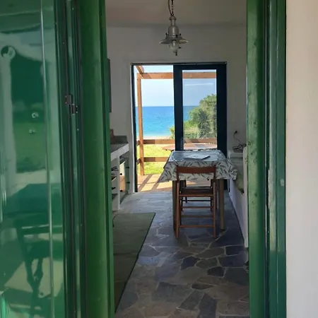 Charming On The Sea Turtle *